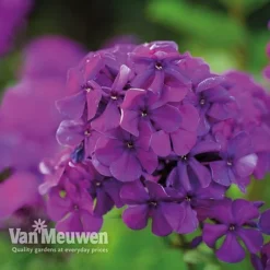 Phlox 'Nicky' 5 Phlox 'Nicky' -Green Us Garden PHLO 61435 C