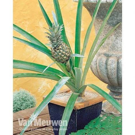 Pineapple Plant 7 Pineapple Plant - Image 7