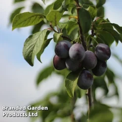 Plum Black Amber (Mini Fruit Tree) -Green Us Garden PLUM T10632 C