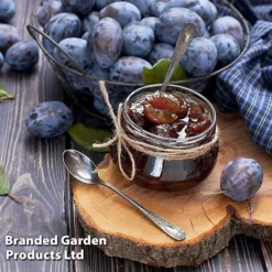 Plum Black Amber (Mini Fruit Tree) -Green Us Garden PLUM T10632 D