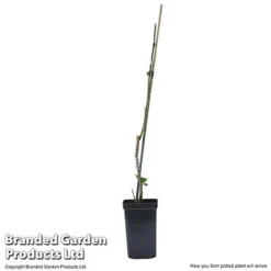 Plum Black Amber (Mini Fruit Tree) -Green Us Garden PLUM T10632 E