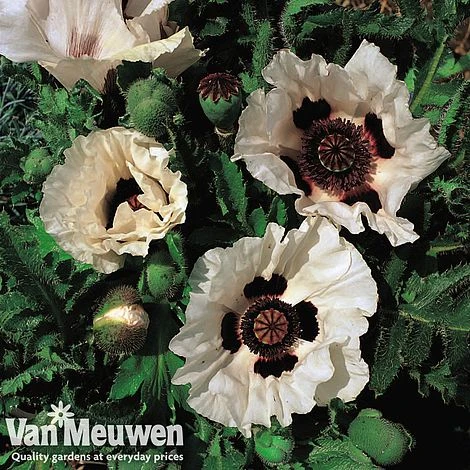 Poppy 'Checkers' 1 Poppy 'Checkers'