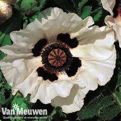 Poppy 'Checkers' 5 Poppy 'Checkers' -Green Us Garden POPP V65708C C