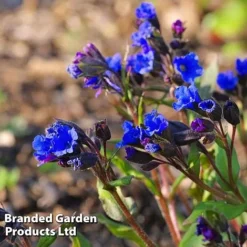 Pulmonaria 'Blue Ensign' -Green Us Garden PULM T62252 C