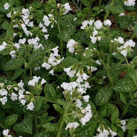 Pulmonaria 'Sissinghurst White' 1 Pulmonaria 'Sissinghurst White'