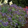 Pulmonaria 'Trevi Fountain'