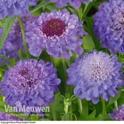 Scabious 'Blue Note' -Green Us Garden SCAB V11581 B1