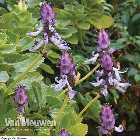 Coleus Canina 'Scaredy Cat' 2 Coleus Canina 'Scaredy Cat' - Image 2