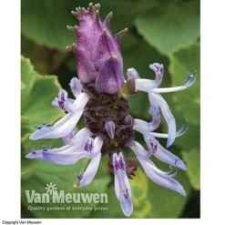 Coleus Canina 'Scaredy Cat' 8 Coleus Canina 'Scaredy Cat' -Green Us Garden SCAR VKA0115 C