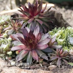 Sempervivum 'Mixed' -Green Us Garden SEMP V65856 A