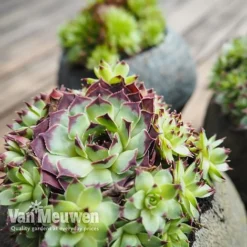 Sempervivum 'Mixed' -Green Us Garden SEMP V65856 B