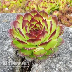 Sempervivum 'Mixed' -Green Us Garden SEMP V65856 C