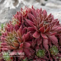 Sempervivum 'Mixed' -Green Us Garden SEMP V65856 D