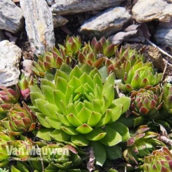 Sempervivum 'Mixed' -Green Us Garden SEMP V65856 E
