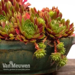 Sempervivum 'Mixed' -Green Us Garden SEMP V65856 F