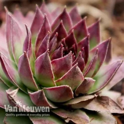 Sempervivum 'Mixed' -Green Us Garden SEMP V65856 G