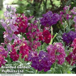 Stocks 'Most Scented Mix' -Green Us Garden STOC P6106 C