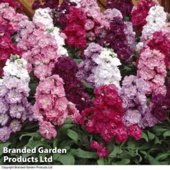 Stocks 'Most Scented Mix' -Green Us Garden STOC P6106 D