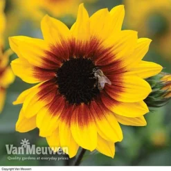 Sunflower SunBelievable™ 'Brown Eyed Girl' -Green Us Garden SUNB VKA1036 B