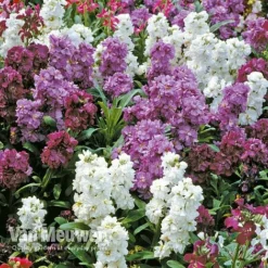 Stocks 'Brompton' 5 Stocks 'Brompton' -Green Us Garden Stocks Brompton