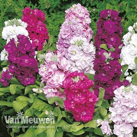 Stocks 'Brompton' 1 Stocks 'Brompton'