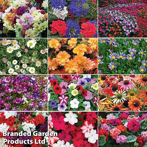 Nurseryman’s Choice Summer Favourites 1 Nurseryman’s Choice Summer Favourites