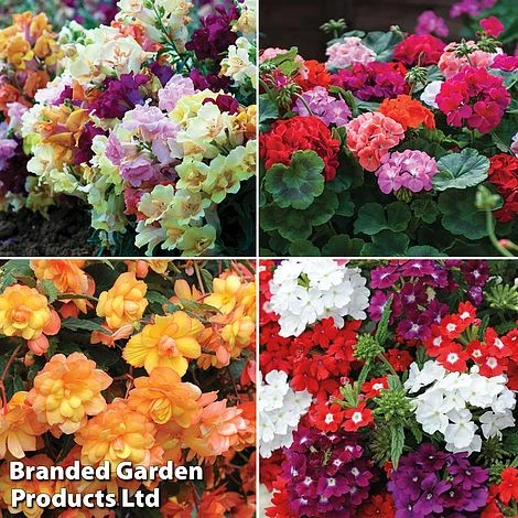 Nurseryman’s Choice Summer Favourites 2 Nurseryman’s Choice Summer Favourites - Image 2