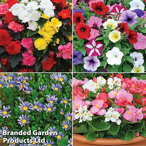 Nurseryman’s Choice Summer Favourites 3 Nurseryman’s Choice Summer Favourites - Image 3