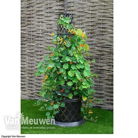 Tower Pot™ Black & Gold 1 Tower Pot™ Black & Gold