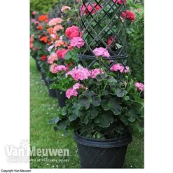 Tower Pot™ Black & Gold 8 Tower Pot™ Black & Gold -Green Us Garden TOWE V48803P B