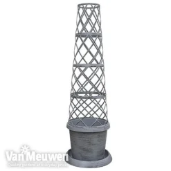 Clematis Montana 'Mayleen' -Green Us Garden TOWER POT1