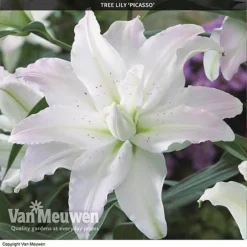 Tree Lily 'Crystal Collection' -Green Us Garden TREE 70647 C