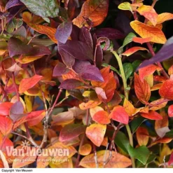 Blueberry 'Duke' 9 Blueberry 'Duke' -Green Us Garden VACC 16574 VA1