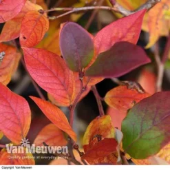 Blueberry 'Duke' 10 Blueberry 'Duke' -Green Us Garden VACC 16574 VA2