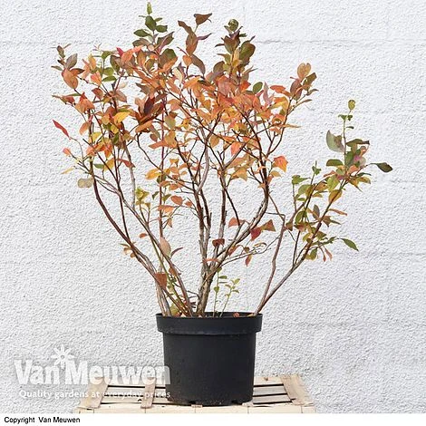 Blueberry 'Duke' 6 Blueberry 'Duke' - Image 6