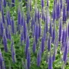 Veronica Spicata 'Royal Candles'