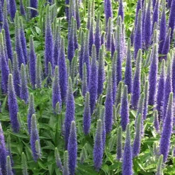 Veronica Spicata 'Royal Candles'