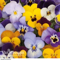 Viola 'Sorbet Mixed' -Green Us Garden VIOL 69674V A h