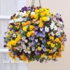 Viola (Ice Babies) 'Teardrops Mixed' (Pre-planted Hanging Basket)