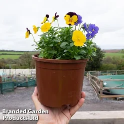 Green Us Garden -Green Us Garden VIOL SORBET2LTR2