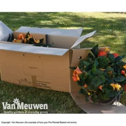 Geranium 'Balcon Mix' Pre-Planted Basket -Green Us Garden VM PrePlantedBasketArrive26