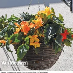 Geranium 'Balcon Mix' Pre-Planted Basket -Green Us Garden VM PrePlantedRattanBasket6