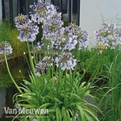 Agapanthus 'Fireworks' -Green Us Garden VM1