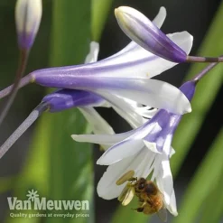 Agapanthus 'Fireworks' -Green Us Garden VM2