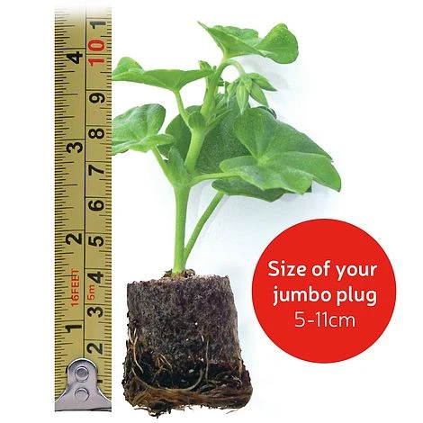 Coleus Canina 'Scaredy Cat' 5 Coleus Canina 'Scaredy Cat' - Image 5