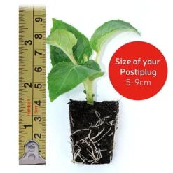 Chrysanthemum 'Hardy Patio Improved' -Green Us Garden VM20postiplugsize122