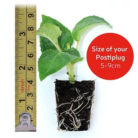 Alstroemeria 'Butterfly Hybrids' 8 Alstroemeria 'Butterfly Hybrids' - Image 8