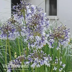 Agapanthus 'Fireworks' -Green Us Garden VM3