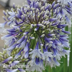 Agapanthus 'Fireworks' -Green Us Garden VM4