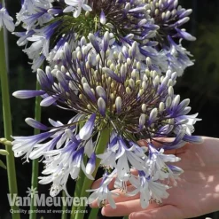 Agapanthus 'Fireworks' -Green Us Garden VM5